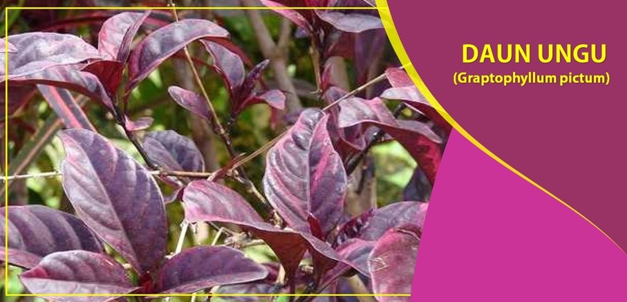 Khasiat Daun Ungu Obati Wasir